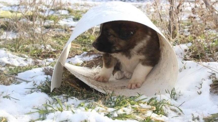 K&ouml;pekler Soğukta A&ccedil;lıktan &Ouml;l&uuml;yor