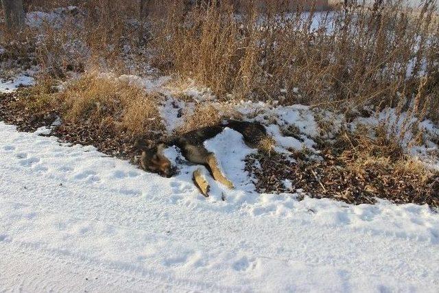 Köpekler Soğukta Açlıktan Ölüyor