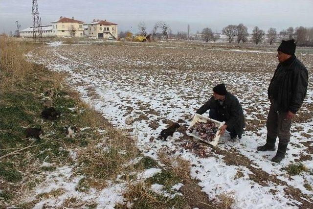 Köpekler Soğukta Açlıktan Ölüyor