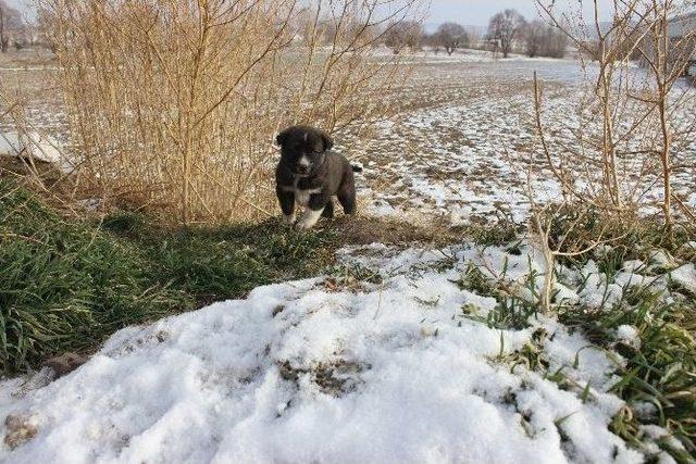 Köpekler Soğukta Açlıktan Ölüyor