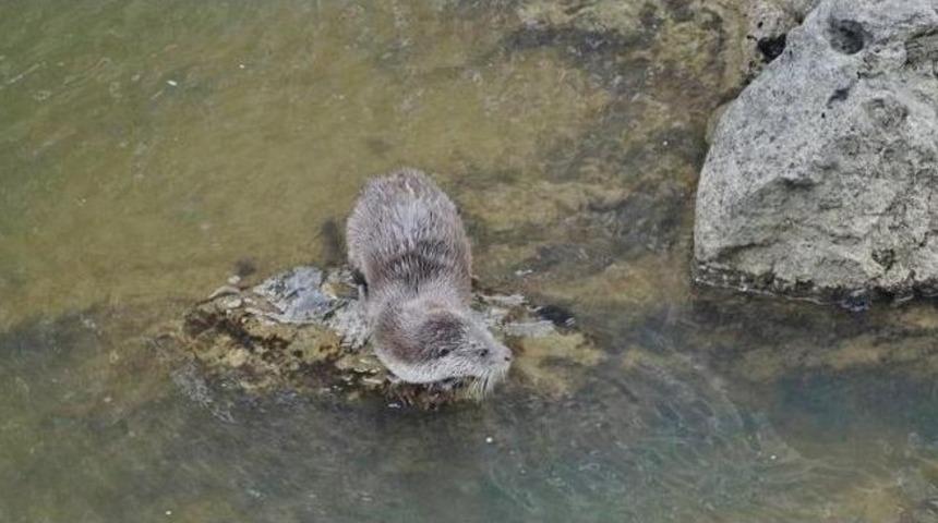 Nesli T&uuml;kenme Tehlikesi Altında Olan Su Samuru, Balık Yerken G&ouml;r&uuml;nt&uuml;lendi
