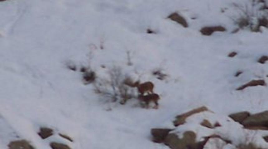Hakkari’de Aç Kalan Dağ Keçileri Köylere İndi