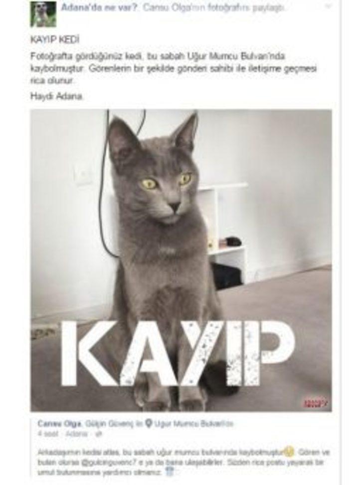 Kayıp Kedi ’atlas’ İçin Sosyal Medyada Seferber Oldular Adana Haberleri