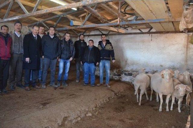 Sürü Yönetimi Kursunda Uygulama Eğitimi