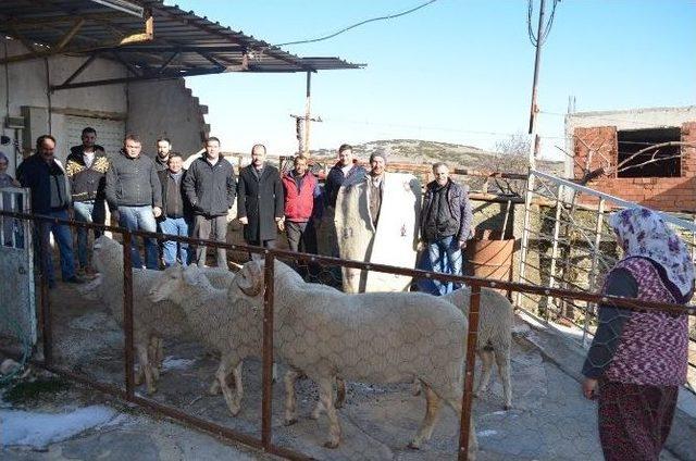 Sürü Yönetimi Kursunda Uygulama Eğitimi