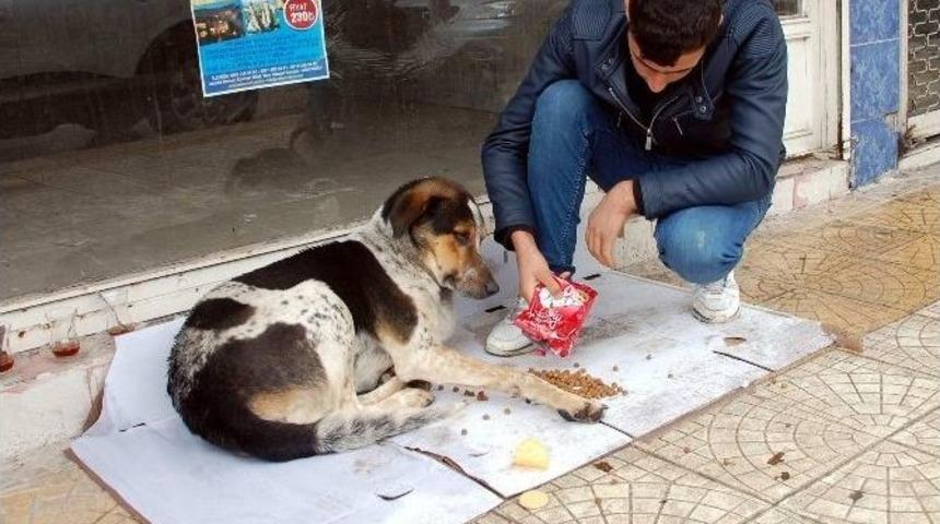 Sokak Hayvanlarına Vatandaşlar Sahip &Ccedil;ıkmaya &Ccedil;alışıyor