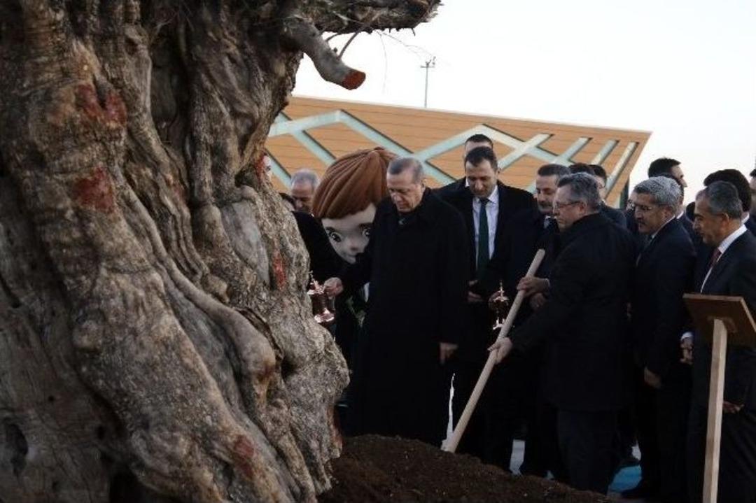 Cumhurbaşkanı Erdoğan, 945 Yaşındaki Zeytin Ağacına Cansuyu Verdi