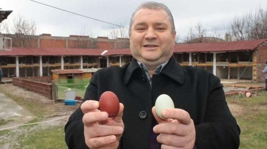 (özel Haber) Bu Tavuklar Rengarenk Yumurtluyor