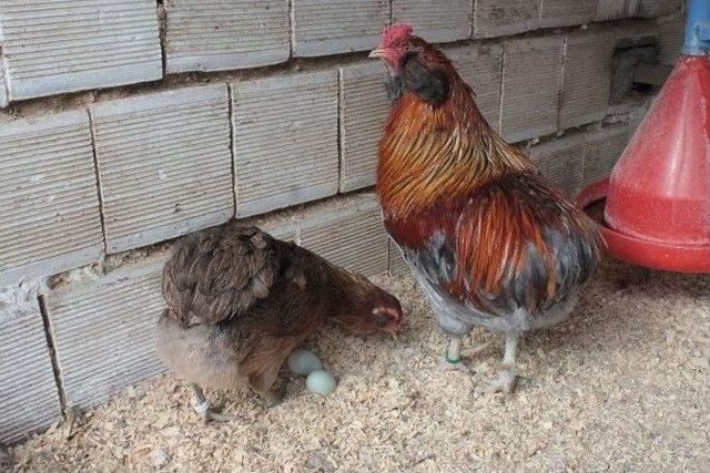 (özel Haber) Bu Tavuklar Rengarenk Yumurtluyor