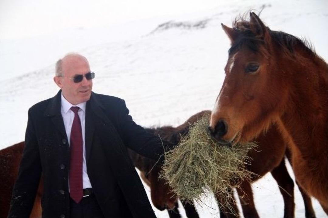 Soğukta Kalan Yılkı Atlarına Yardım Eli