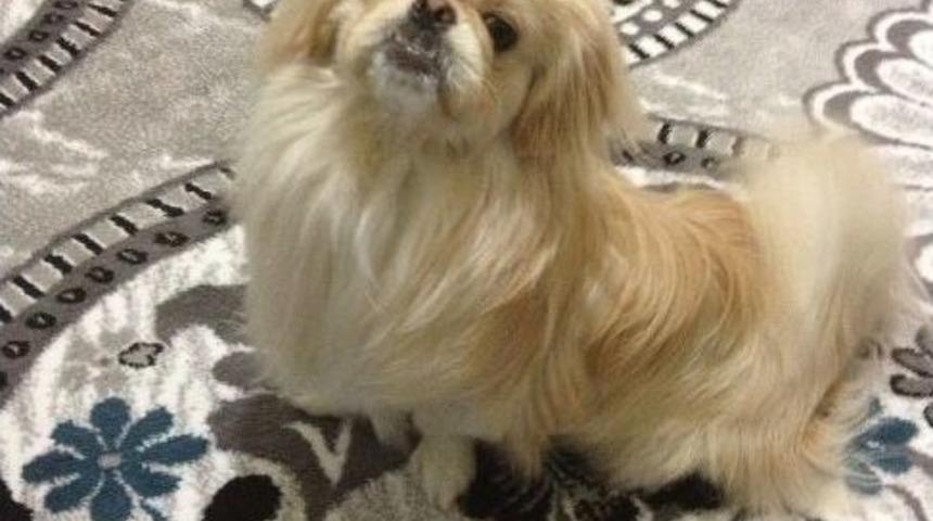 (&ouml;zel Haber) &Ccedil;ekirdek &Ccedil;itleyen K&ouml;pek