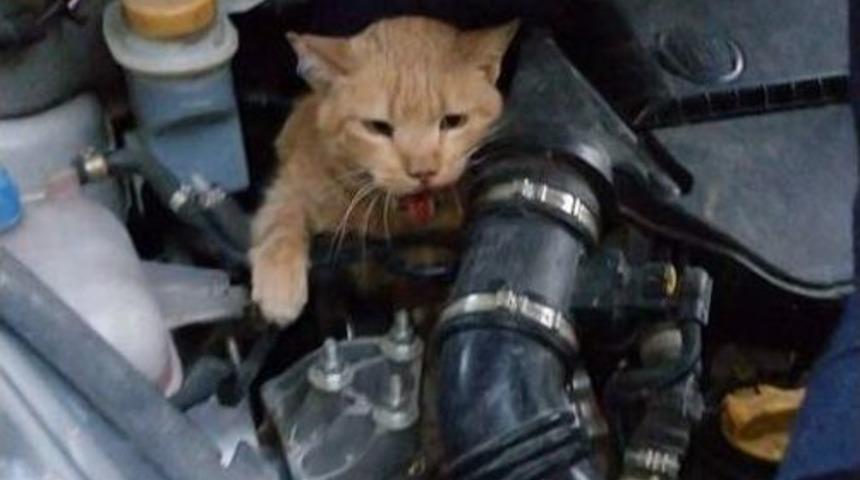 Isınmak İ&ccedil;in Ara&ccedil; Motoruna Giren Kedi Belediye Personelini Harekete Ge&ccedil;irdi