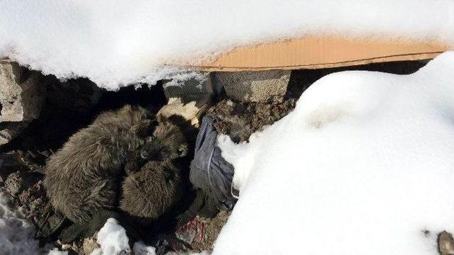 (özel Haber) Van’da Yedi Yavru Köpek Ölüme Terk Edildi