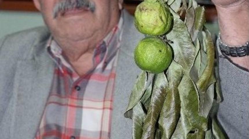 Silifke&rsquo;de &Ccedil;ikolata Yetişecek