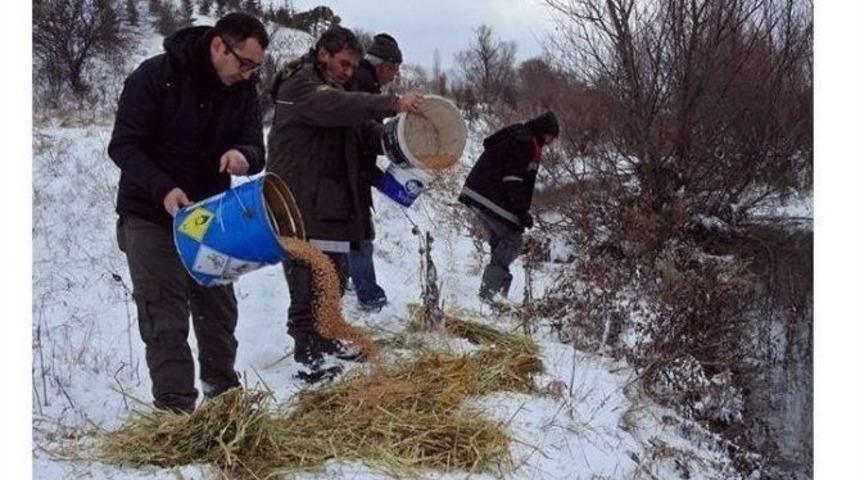 Kar Yağışı Sonrası Bilecik İlinde Doğadaki Hayvanlar Unutulmadı