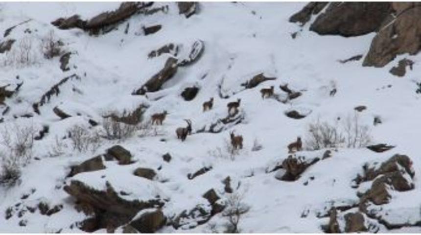 (&ouml;zel Haber) A&ccedil; Kalan Dağ Ke&ccedil;ileri Kente İndi