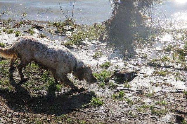 Vurduğu Ördeğin Peşinden Giderken Irmakta Kayboldu