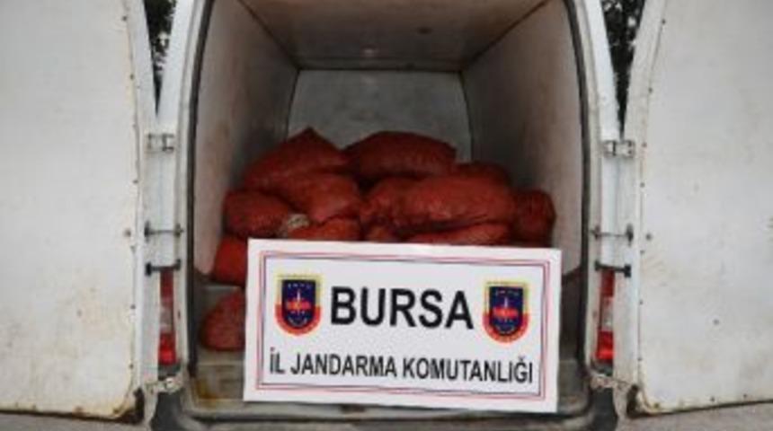 Bursa&rsquo;da 1 Ton 200 Kilo Ka&ccedil;ak Midye Ele Ge&ccedil;irildi