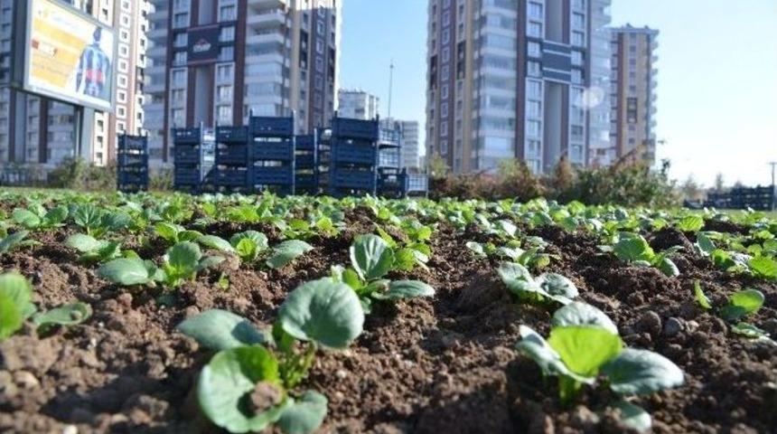 Belediye Park Ve Yeşil Alanlara 32 Milyon Tl Yatırım Yaptı