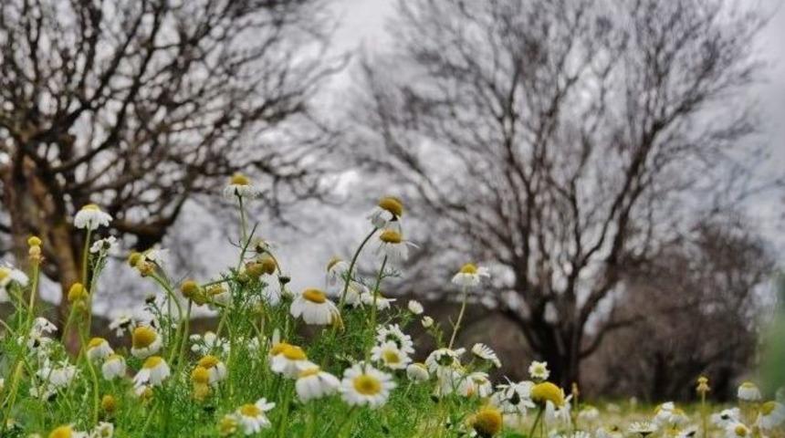 Memleketi Kar, Bodrum&rsquo;u Papatyalar Kapladı