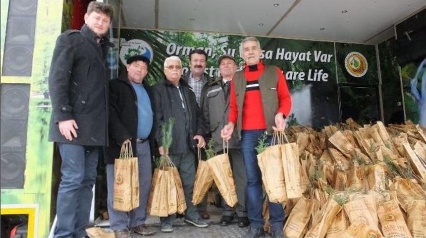 Burhaniye&rsquo;de &Uuml;cretsiz 4 Bin Adet &Ccedil;am Fidanı Dağıtıldı