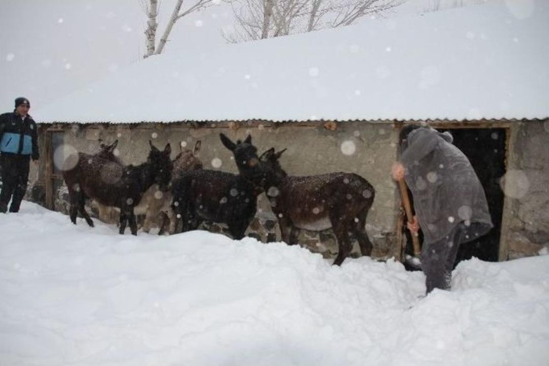 Başıboş Dolaşan Eşeklere Sahip &Ccedil;ıkıldı