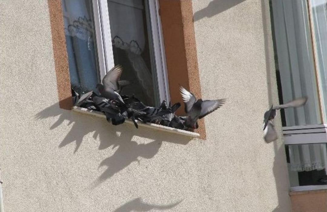 Yozgat&rsquo;ta Vatandaşlar Kuşları Ve Sokak Hayvanlarını Unutmuyor