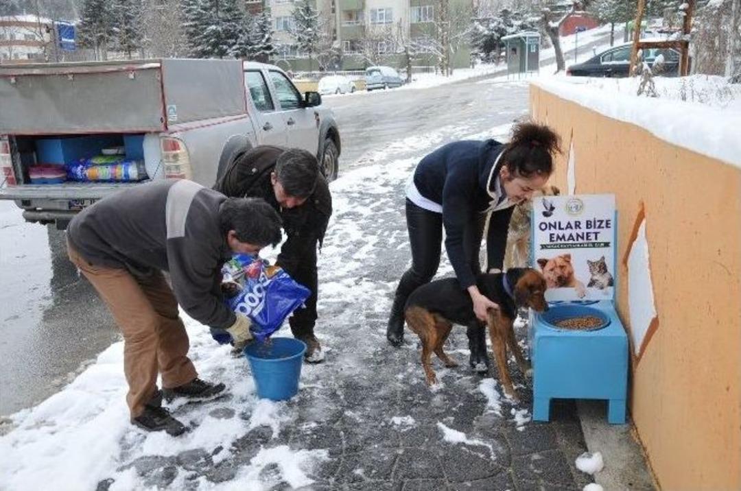 Boz&uuml;y&uuml;k Belediyesi&rsquo;nden Sokak Hayvanları İ&ccedil;in Mama