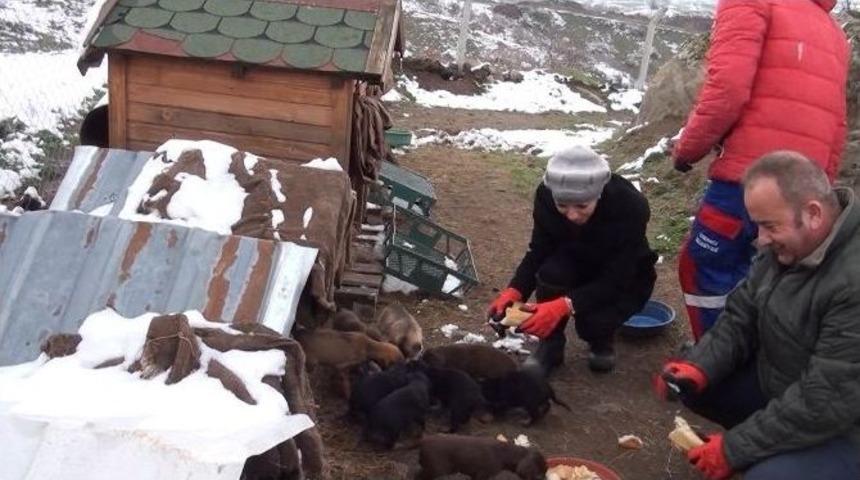 Belediye Sokak Hayvanlarına Sahip &Ccedil;ıktı