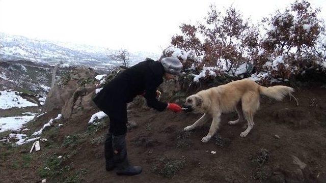 Belediye Sokak Hayvanlarına Sahip Çıktı