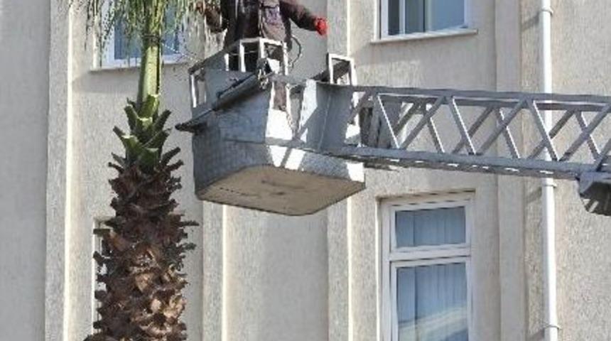 &Ccedil;iftlikk&ouml;y&rsquo;de 200 Palmiyeye Kış Bakımı