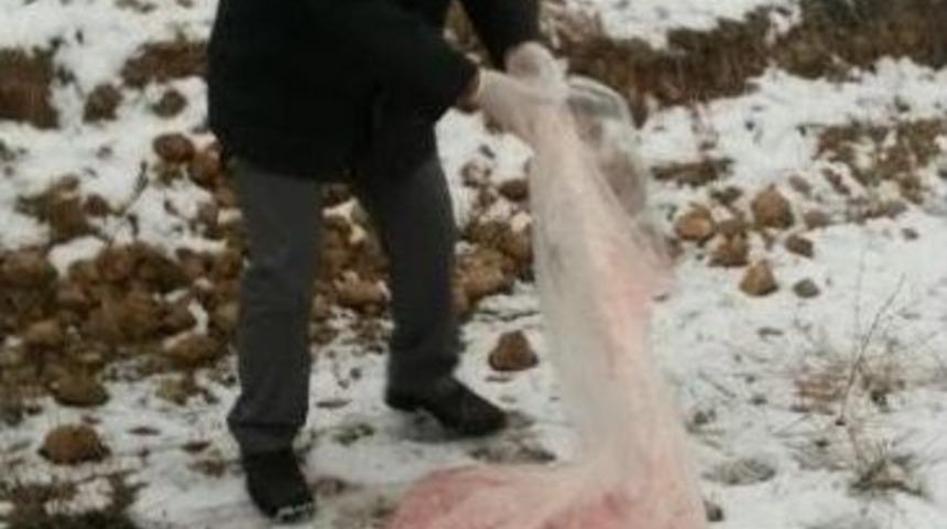 Sokak Hayvanları Ve Kuşlar İ&ccedil;in Doğaya Yem Bırakıldı