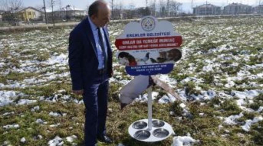 Erenler Belediyesi Sokak Hayvanlarına Yem Bırakıyor