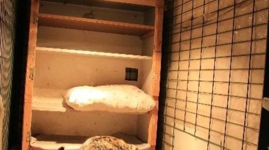 Sokak Hayvanları Soğuk Havadan Korunuyor