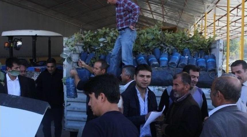 D&uuml;zi&ccedil;i&rsquo;nde Ge&ccedil;en Yıl 7 Bin 500 Ceviz Fidanı Dağıtıldı