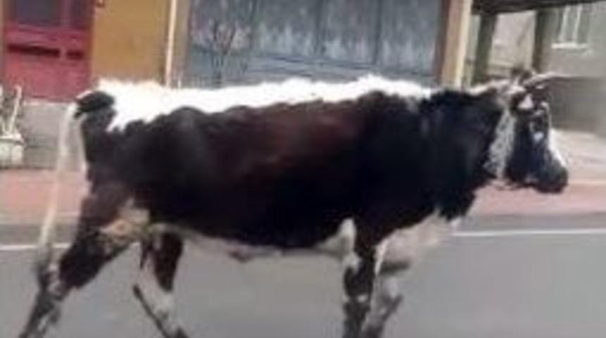 Ahırdan Ka&ccedil;an Dana S&uuml;r&uuml;c&uuml;lere Zor Anlar Yaşattı