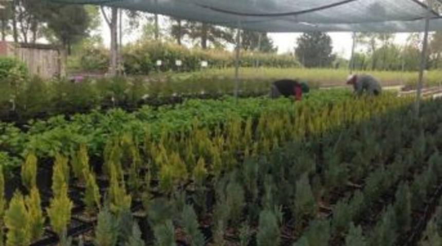 Amasya Obm 12 Milyon 691 Bin Fidan &Uuml;retti