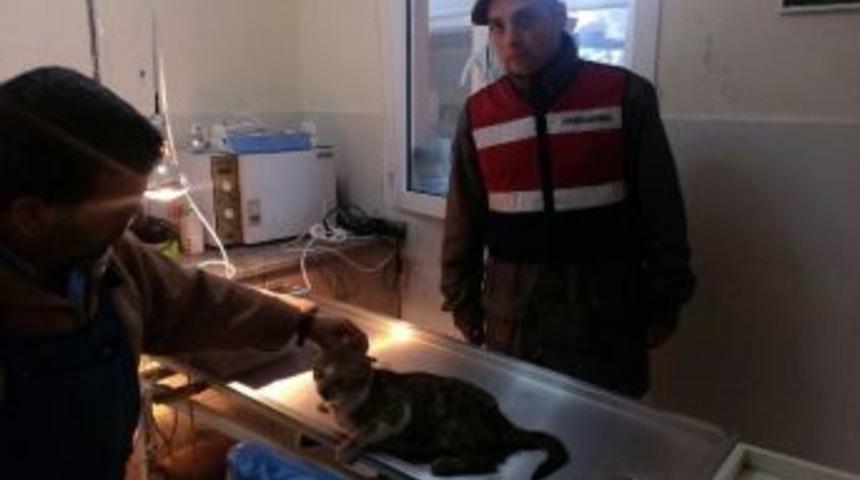 Yaralı Kediye Jandarma Şefkati