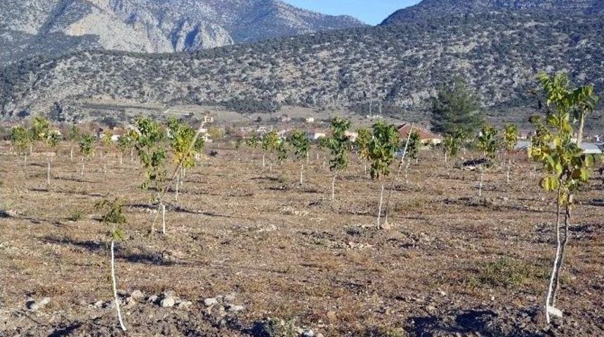 Orman Ve Su İşleri Bakanlığı, Antalya&rsquo;da 2 Bin 730 Ceviz Ağacının Dağıtımını Yaptı