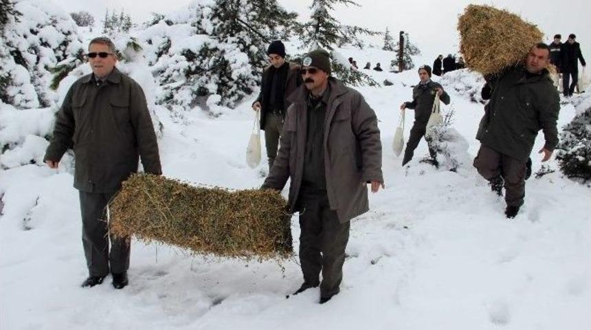 Spil&rsquo;e Yaban Hayvanları İ&ccedil;in Yem Bırakıldı