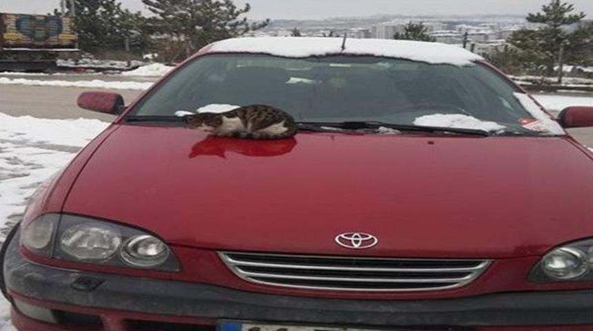 Soğuktan &Uuml;ş&uuml;yen Kedi Ara&ccedil; Kaputunda Isınmaya &Ccedil;alıştı