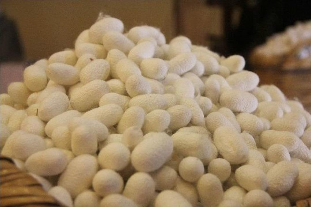 Hatay&rsquo;da İpek &Uuml;retimi İki Kat Arttı