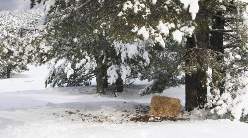 Soğuk Havada Yaban Hayvanları Unutulmadı