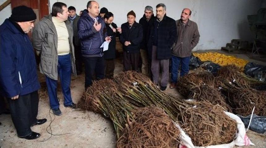 B&uuml;y&uuml;kşehir&rsquo;den Bafralı &Ccedil;ift&ccedil;ilere Ceviz Fidanı Desteği