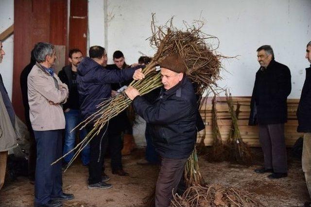 Büyükşehir’den Bafralı Çiftçilere Ceviz Fidanı Desteği