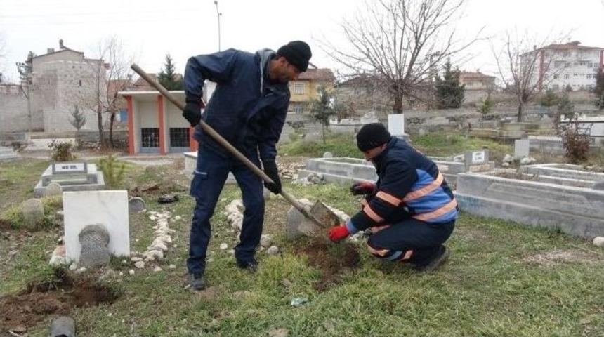 Sıptırız Mezarlığı&rsquo;na 300 Adet Fidan Dikildi