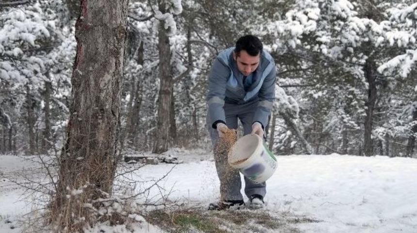 &Ccedil;orum&rsquo;da Yaban Hayvanları İ&ccedil;in Doğaya Yem Bırakılıyor