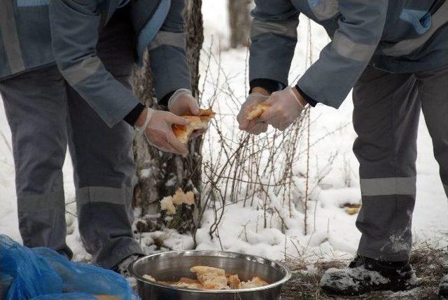 Çorum’da Yaban Hayvanları İçin Doğaya Yem Bırakılıyor