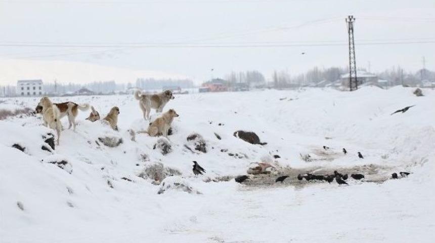 Ağrıda Sokak Hayvanları Ve Kuşlar İçin Yiyecek Bırakıldı