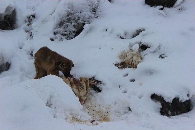 Ağrıda Sokak Hayvanları Ve Kuşlar İçin Yiyecek Bırakıldı